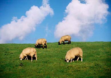 Schafskppe