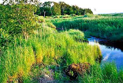 schwimmendesmoor1